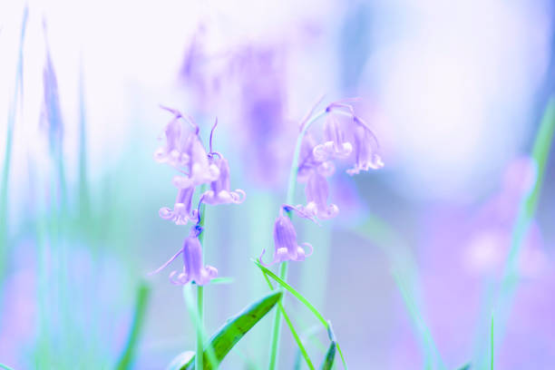 istock Bluebells growing on british forest floor in springtime. 1141912514