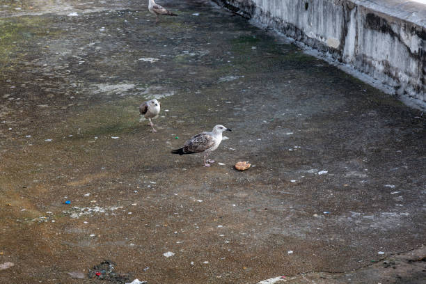 Birds in the city