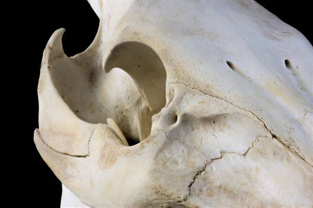 istock boar skull detail eyeball 1141915010