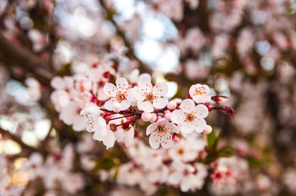 istock Blooming flowers and plum branches close up at sunset 1141915364