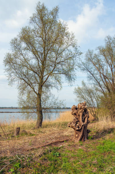 Pruned pollard willow tree on the bank of a wide river On the bank of the wide Dutch river Amer near the village of Lage Zwaluwe, North Brabant. Spring begins, the reeds are still yellow and withered but the leaves on the trees are budding already. yellowed edges stock pictures, royalty-free photos & images