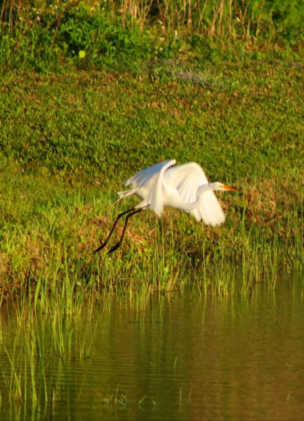 istock White Heron in the Florida Wetlands 1141916181