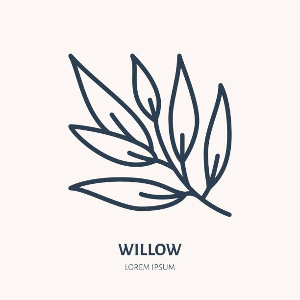 illustrazioni stock, clip art, cartoni animati e icone di tendenza di icona della linea piatta willow. la pianta medicinale lascia illustrazione vettoriale. segno sottile per la medicina a base di erbe, logo del ramo dell'albero - salice