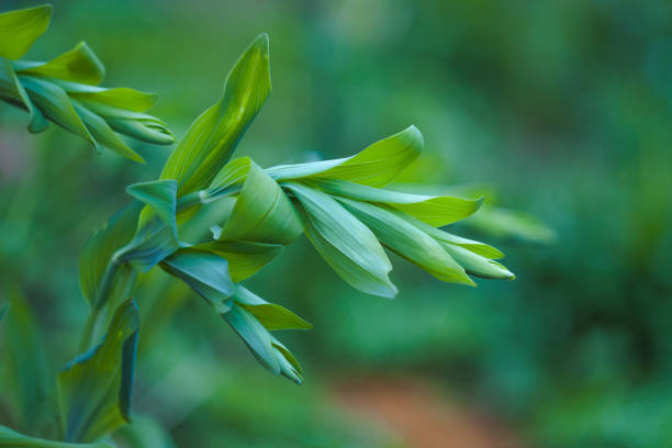 istock close up of young Solomon's Seal 1141917912