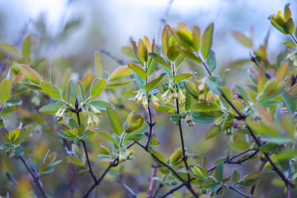 branches of bushes with the first leaves in the spring
