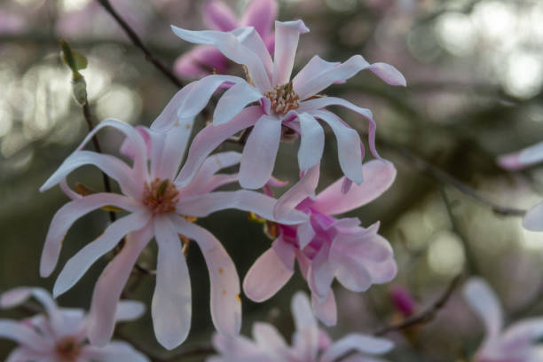 istock Pink Magnolia Flowers 1141920149