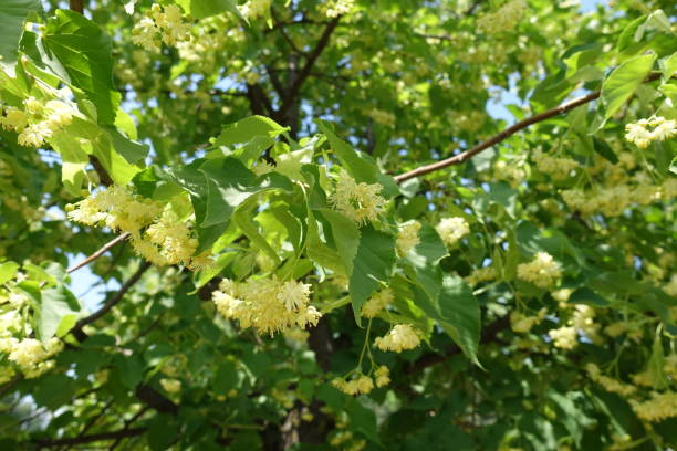 istock Twig of blossoming linden tree in June 1141921361