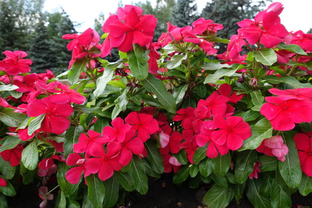 istock Catharanthus roseus with bright red flowers in July 1141921990