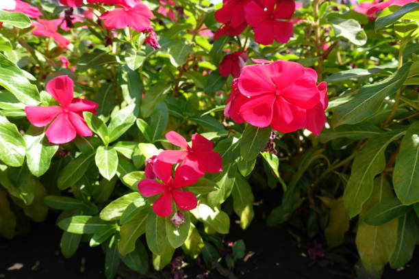 Five petaled red flowers of Catharanthus roseus
