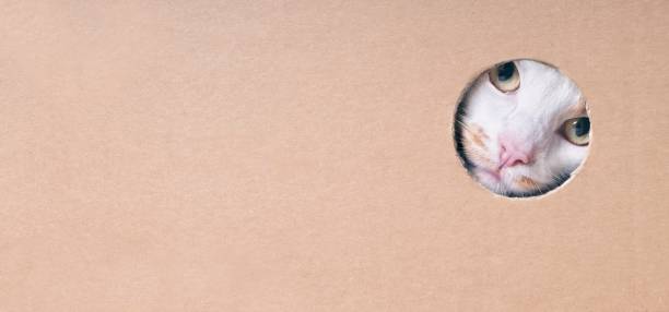 istock Funny tabby cat looking curious out of a hole in a cardboard box. Panoramic image with copy space. 1141922844
