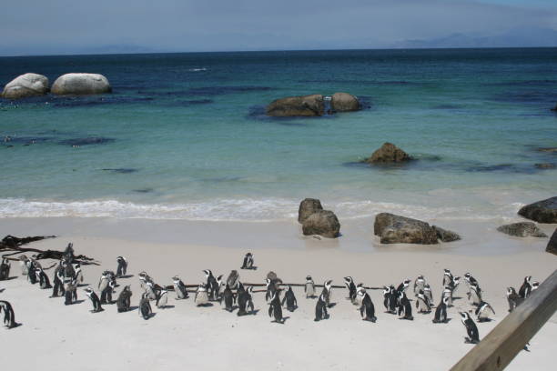 istock Penguins at Boulder's Beach 1141923066