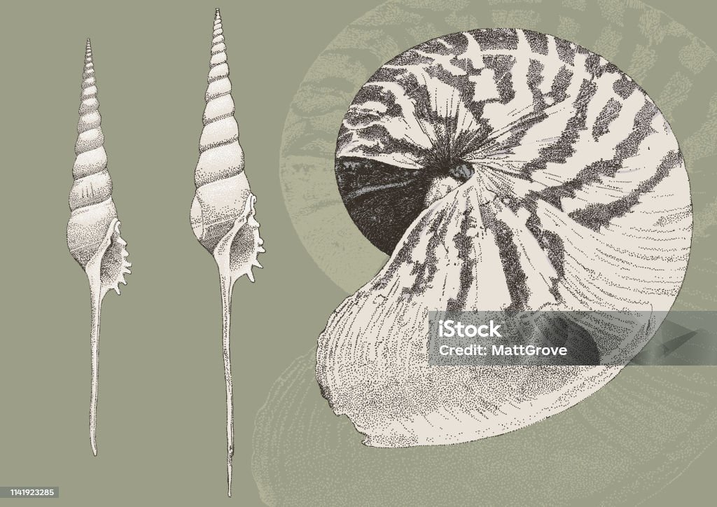 Seashells Vector Stroke illustration. All colours are layered and grouped separately. Easily editable. Animal Shell stock vector