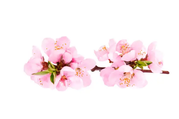 Flowers of blooming flowering peach tree isolated on white background, close up
