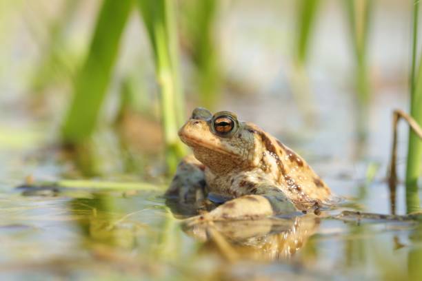 istock Frog in a pond during mating season 1141929477