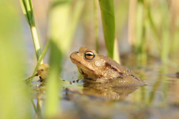 istock Frog in a pond during mating season 1141929871