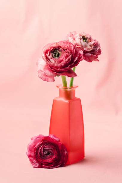istock Pink ranunculus (buttercup) on pink background 1141930039