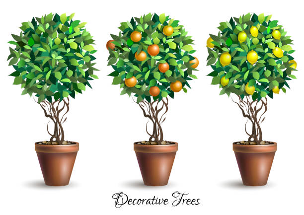 illustrations, cliparts, dessins animés et icônes de ensemble d’arbres décoratifs dans des pots sur le fond blanc. tilleul. citronnier. arbre orange. plante. - orange blossom orange tree flower