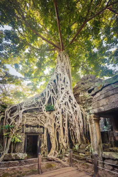 Photo of Ta Prohm temple. Siem Reap. Cambodia