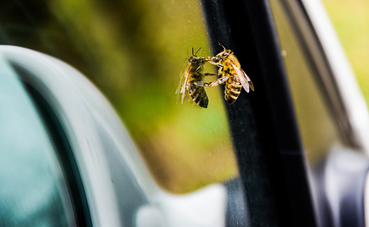 A bee resting and reflecting on a car window