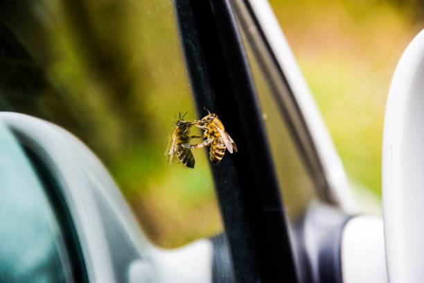 ape appoggiata sul finestrino di un'auto - plant size foto e immagini stock