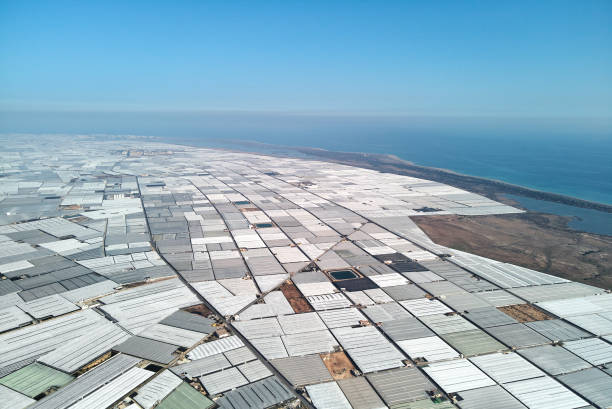 Aerial panorama greenhouses in the Almerimar, Spain Aerial drone point of view lot of polythene plastic exterior greenhouses hothouses where cultivated fruits and vegetables in Almerimar near the sea, province of Almeria, Andalucia or Andalusia, Spain almeria photos stock pictures, royalty-free photos & images