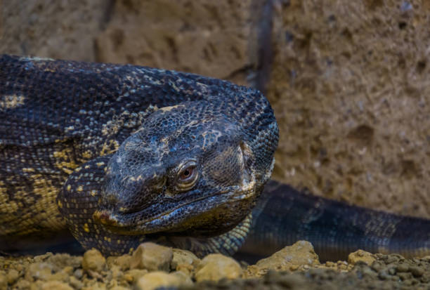 closeup of the face of a black throated monitor, big tropical lizard from Africa closeup of the face of a black throated monitor, big tropical lizard from Africa monitor lizard stock pictures, royalty-free photos & images