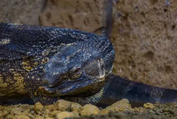 Photo of closeup of the face of a black throated monitor, big tropical lizard from Africa