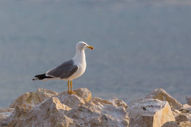 istock one yellow-legged gull (larus michahellis) standing on rocks at shore 1141934060