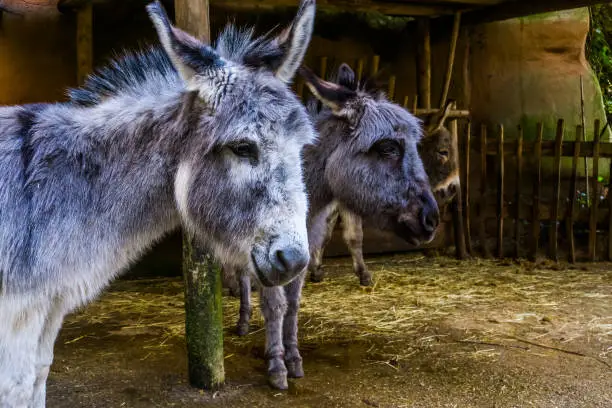 Photo of closeup of the face of a miniature donkey with another donkey head in the background, popular pets and farm animals