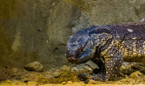 Photo of the face of a rock monitor in closeup, big tropical lizard from Africa