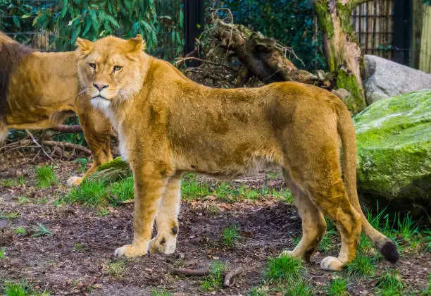 Photo of closeup of a female lion, popular animal from the savanna of Africa, vulnerable animal species