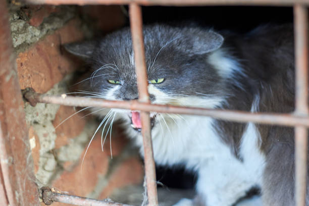 un gatto randagio si sisizza attraverso la griglia del seminterrato, l'animale protegge il suo territorio - domestic cat undomesticated cat window house foto e immagini stock