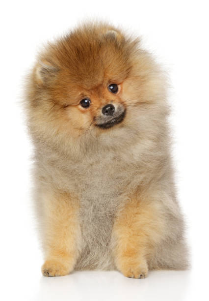istock Pomeranian Spitz puppy sits on white background 1141935752
