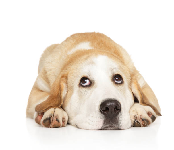 istock Central Asian Shepherd puppy thoughtfully lying 1141936222