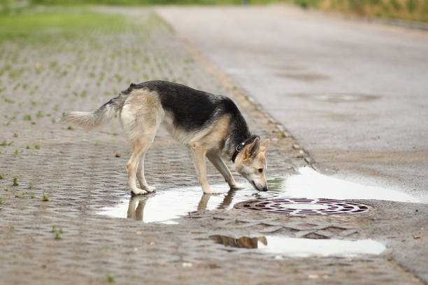 istock Portrait a dog drinks water from puddle 1141937878