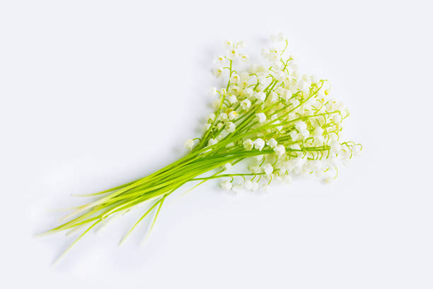 istock Lily of the valley flower 1141938467
