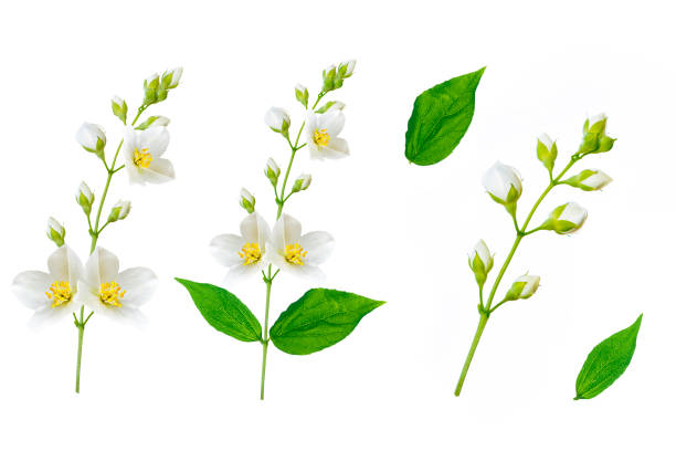 istock branch of jasmine flowers 1141938629