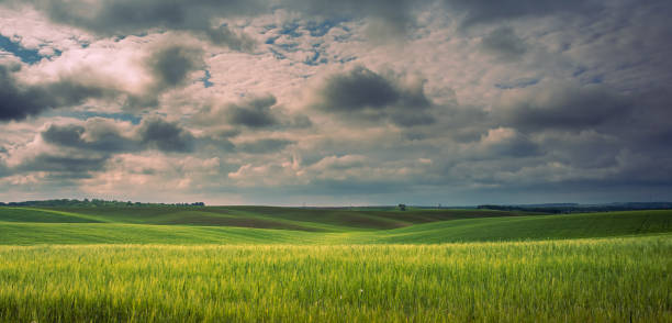 istock Fields landscape in summer sunset and sunrise 1141939108