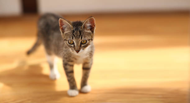 istock Grey and white Cat stands in a baclony on the floor, white wall background 1141940300