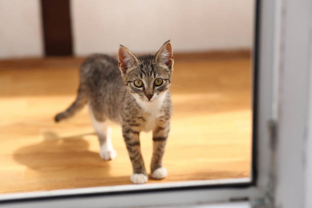 istock Grey and white Cat stands in a baclony on the floor, white wall background 1141940307