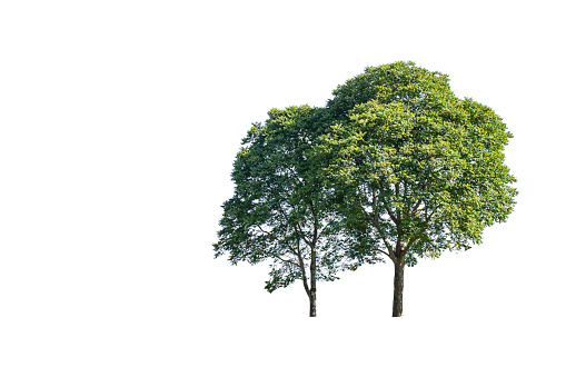 Isolated Bright green tree on a white background with clipping path.