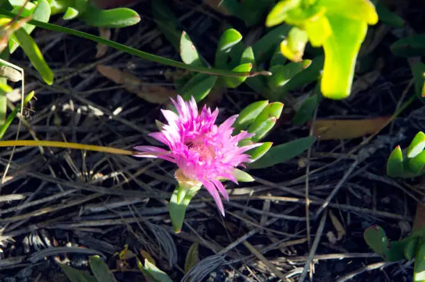 Photo of Pink pigface flower, coastline near Albany, WA, Australia