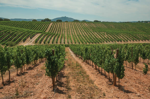 istock Parallel vines going up the hill in a vineyard near Estremoz 1141941093