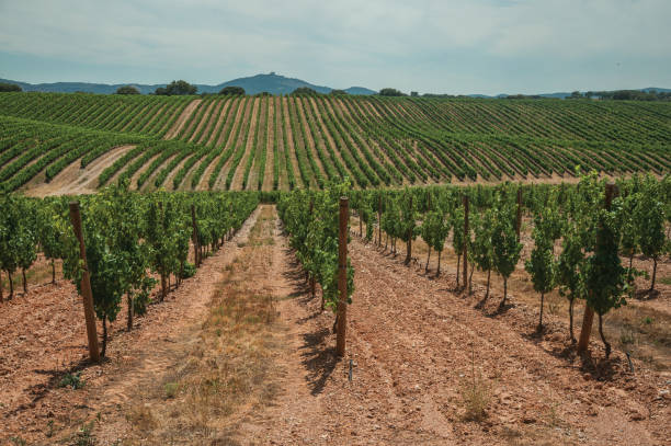 istock Parallel vines going up the hill in a vineyard near Estremoz 1141941653