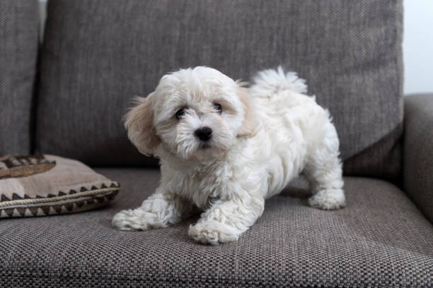 Nanja, two and a half months old Bichon Bolognese puppy, playing on sofa stock photo
