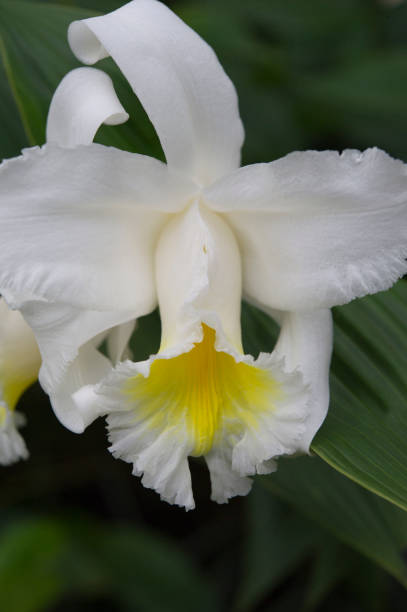 istock Close-up image of an orchid flower 1141944130