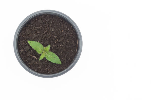 istock Cannabis plant in a pot for seedlings. 1141944133