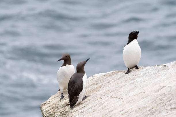 istock Common Guillemot (Uria aalge) and Razorbill (Alca torda) 1141945201