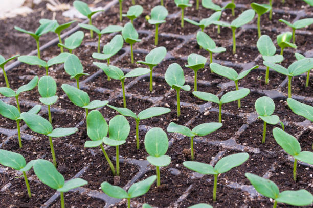 istock Cucumber seedling. Stage of cotyledon leaves. 1141945307