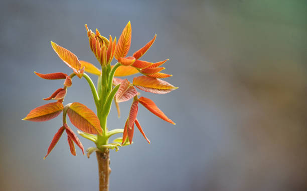 istock Close up of sprout of young walnut tree 1141945439